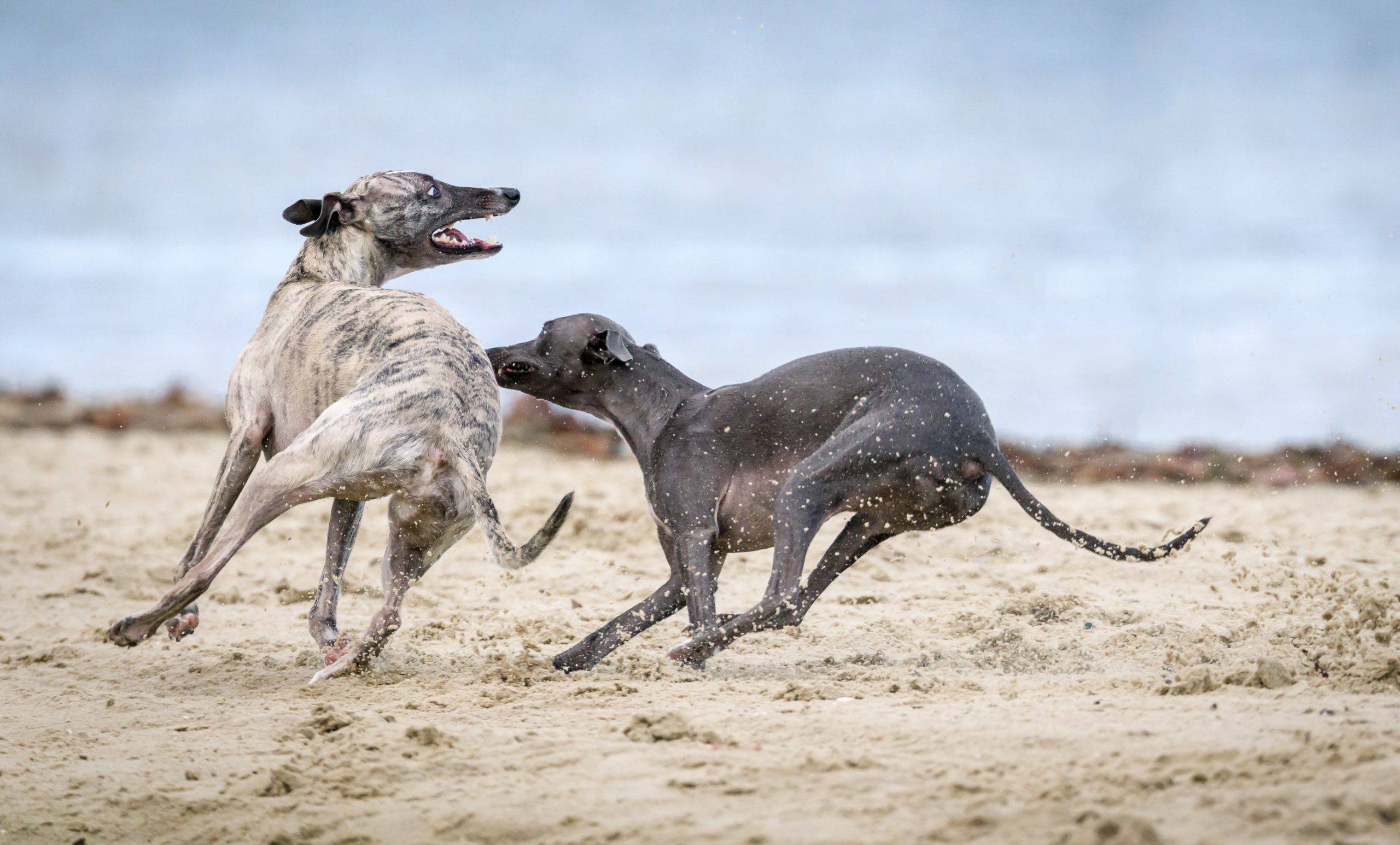 stetsonSTETSON ステットソン Whippet Medalist JP ウィペット